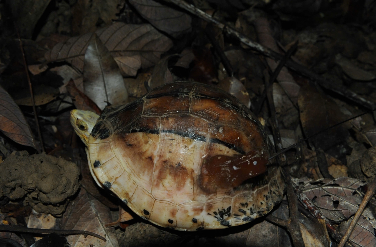 Phát hiện loài rùa hiếm nhất thế giới ở rừng tự nhiên Đắk Lắk